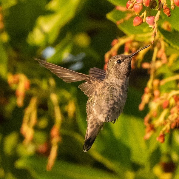 Anna's Hummingbird, Atascadero, CA, August 27, 2023