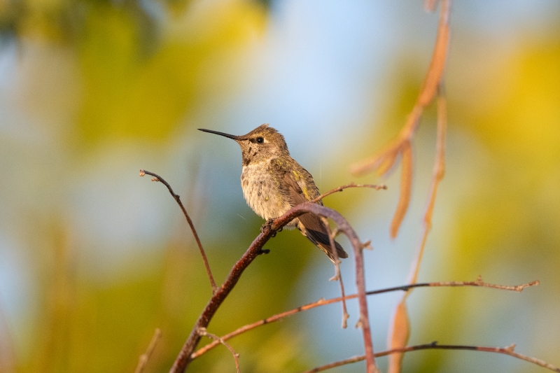 Anna's Hummingbird, Atascadero, CA, September 9, 2023