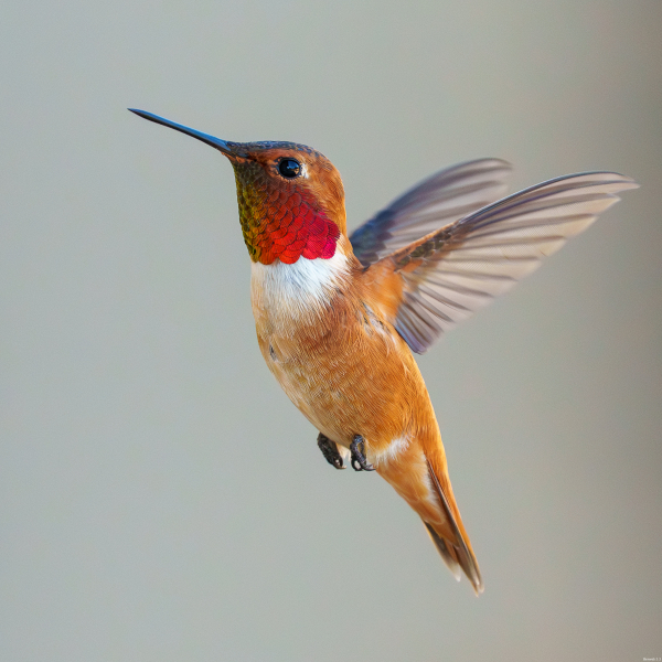 Rufous Hummingbird, Atascadero, CA, April 6, 2026