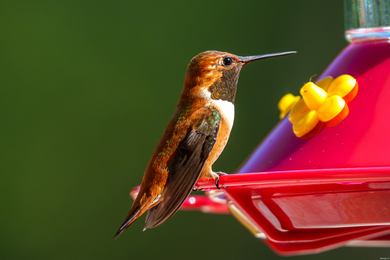 Rufous Hummingbird, Atascadero, CA, April 14, 2026