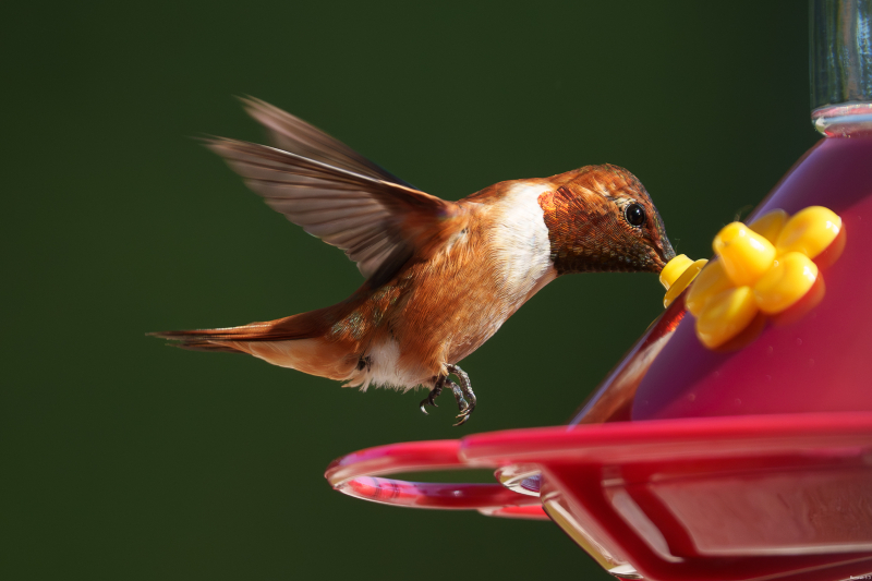 Rufous Hummingbird, Atascadero, CA, April 14, 2026