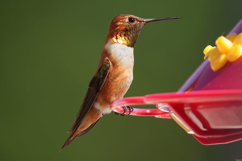 Rufous Hummingbird, Atascadero, CA, April 14, 2026