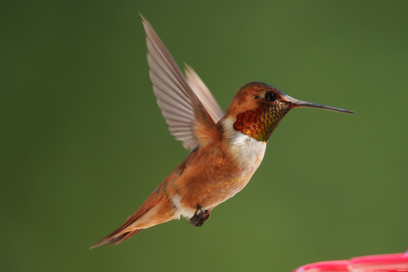Rufous Hummingbird, Atascadero, CA, April 14, 2026
