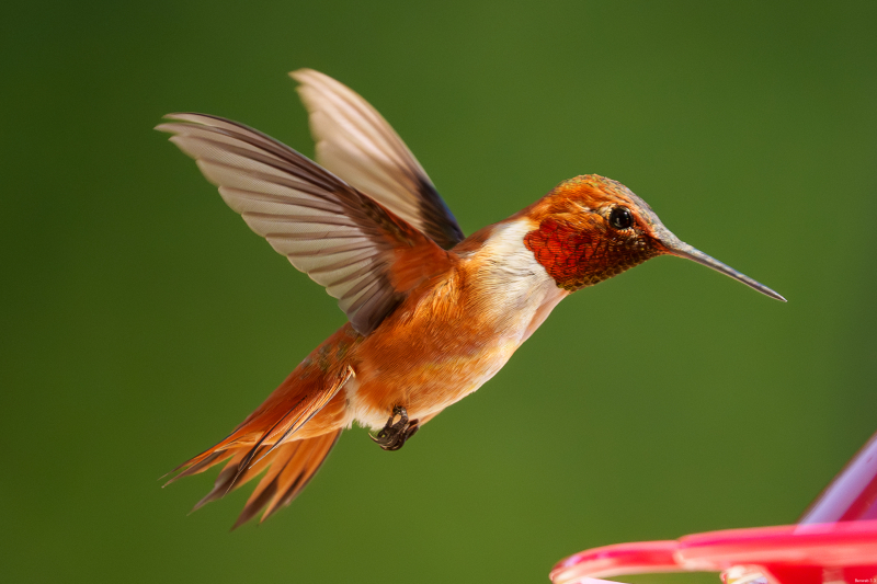 Rufous Hummingbird, Atascadero, CA, April 14, 2026