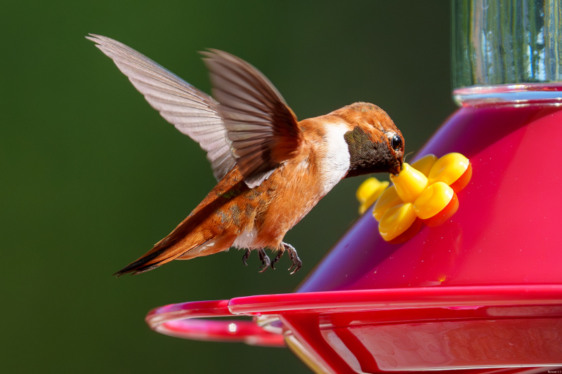 Rufous Hummingbird, Atascadero, CA, April 14, 2026