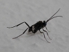 unknown-wasp-3