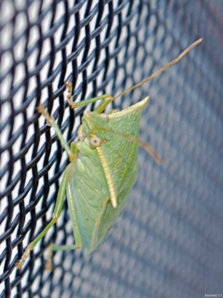 bug_sideview_2011119