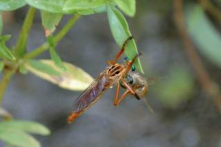 Robber Fly (Diogmites? sp.)