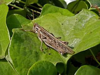 grasshopper111410_2