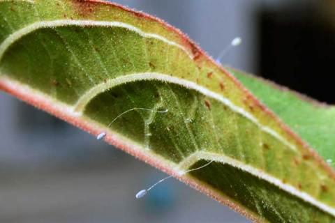 lacewing_eggs_20120118