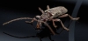beetle-head_20120106