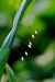 lacewing_eggs
