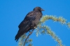 American Crow, Atascadero, CA, July 25, 2023