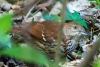 Brown Thrasher, Spanish River Park, Boca Raton, FL, January 16, 2023