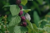 Mimus polyglottos (Northern Mockingbird) in Callicarpa americana (American Beautyberry). Boca Raton, FL, September 3, 2010.