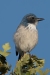 California Scrub Jay, Atascadero, CA, September 24, 2023