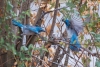 California Scrub Jay, Atascadero, CA, September 24, 2023