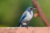 California Scrub Jay, Atascadero, CA, April 1, 2023
