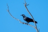 Fish Crow, Spanish River Park, Boca Raton, FL, February 11, 2023