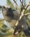 Florida Scrub-Jay giving us a good hard look.