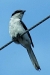 Loggerhead shrike (Lanius ludovicianus), Boca Raton, FL, June 6, 2009