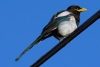 Yellow-billed Magpie, Atascadero, CA, July 8, 2016