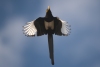 Yellow-billed Magpie, Atascadero, CA, September 9, 2023
