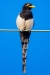 Yellow-billed Magpie, Atascadero, CA, September 10, 2023