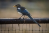 Yellow-billed Magpie, Atascadero, CA, September 23, 2023
