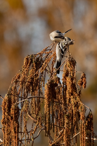 A Loggerhead Shrike feeds its young(?) mate(?). Lox NRW, February 19, 2023