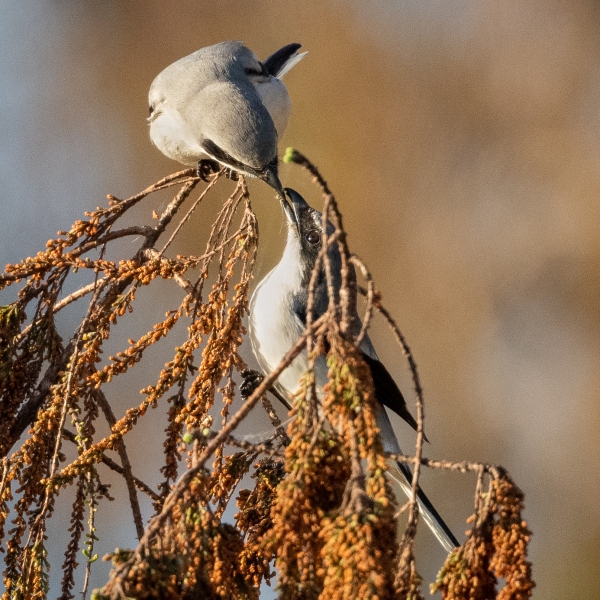 A Loggerhead Shrike feeds its young(?) mate(?). Lox NRW, February 19, 2023