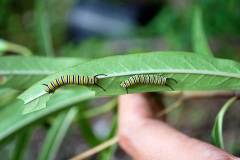 LepidopteraLarvae