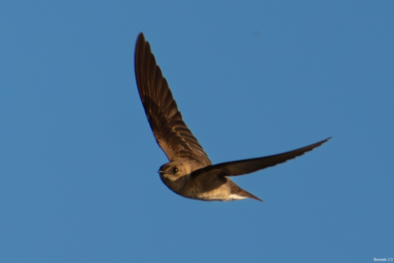 Northern Rough-winged Swallow, Atascadero Lake, March 22, 2024