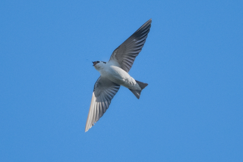 Violet-green Swallow, Atascadero, CA, April 20, 2023.