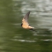 basw_20240408-1