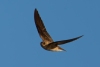 Northern Rough-winged Swallow, Atascadero Lake, March 22, 2024