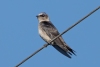 Purple Martin, Atascadero, CA, April 3, 2024