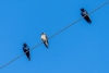 puma_trio_20240409