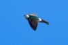 Violet-green Swallow, Atascadero, CA, April 20, 2023.