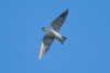 Violet-green Swallow, Atascadero, CA, April 20, 2023.