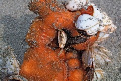 Marine arthropods