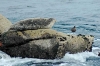 harbor_seal_and_gull