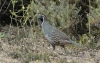 california_quail