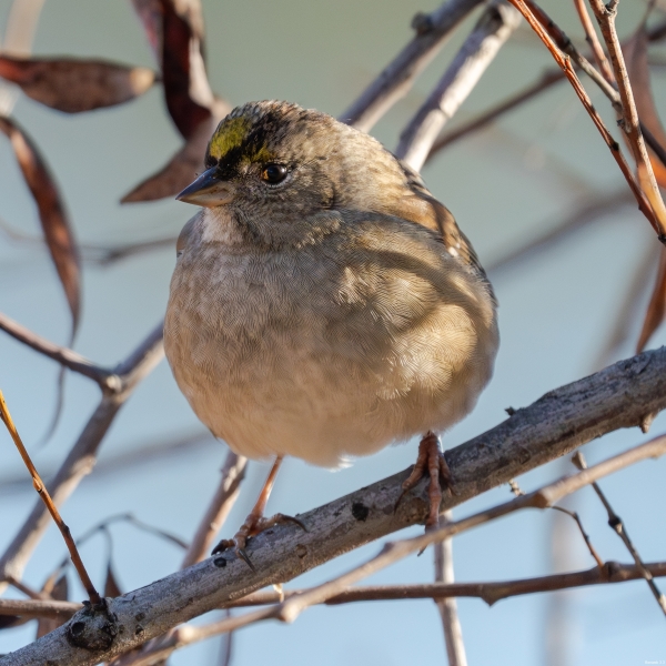 Golden-crowned Sparrow, Atascadero, CA, January 8, 2024