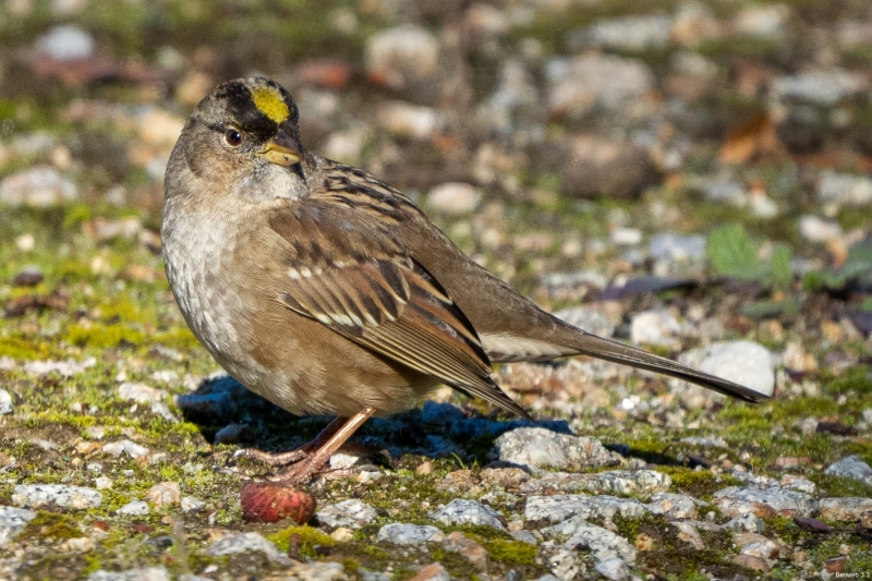 Golden-crowned Sparrow, Atascadero, CA, January 12, 2024