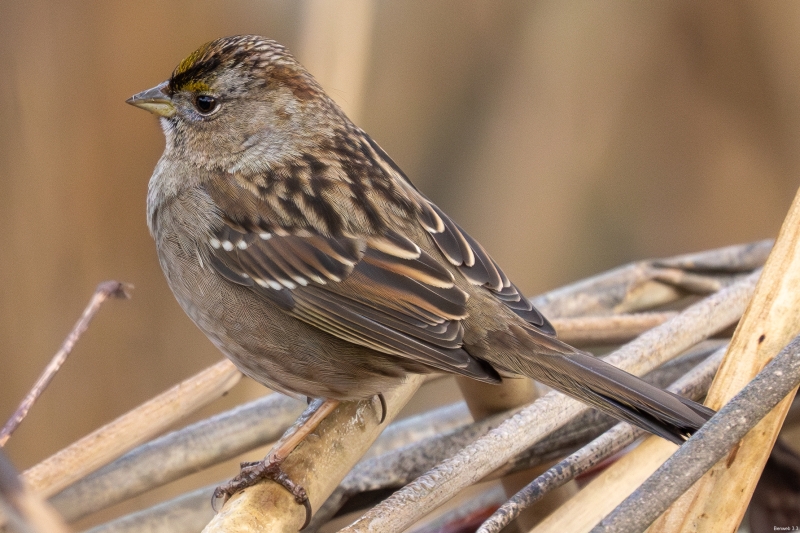 Golden-Crowned Sparrow, Atascadero, CA, January 19, 2024