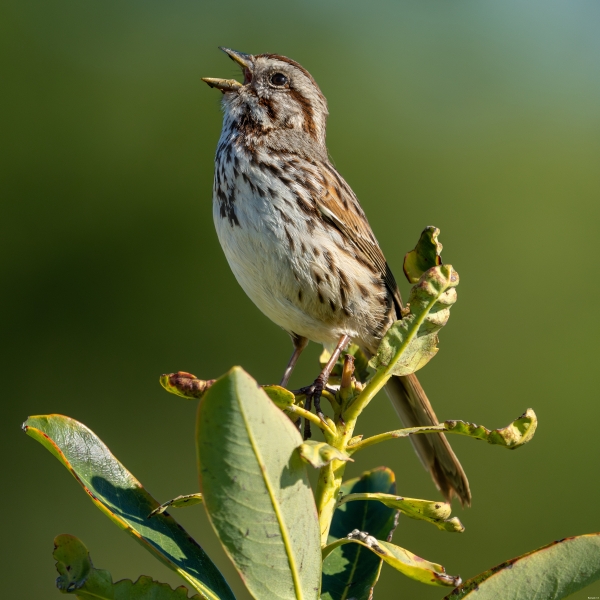 Song Sparrow sings, Atascadero Lake, April 10, 2024