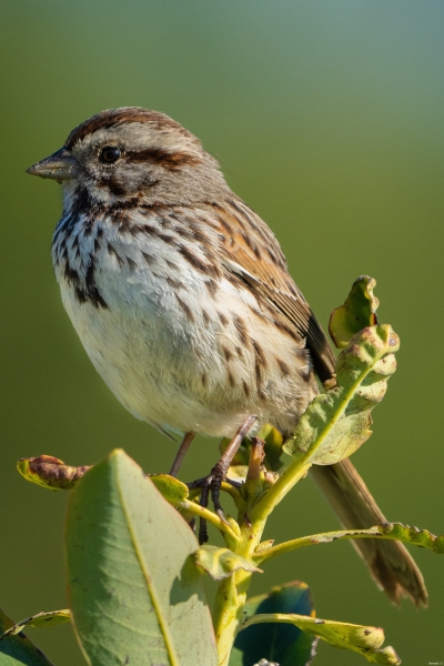 Song Sparrow, Atascadero Lake, April 10, 2024