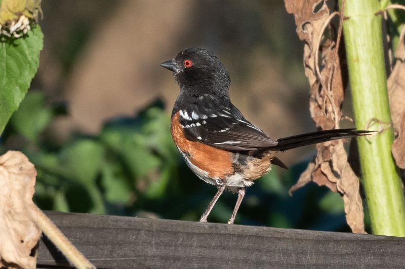 Spotted Towhee, Atascadero, CA, August 1, 2023