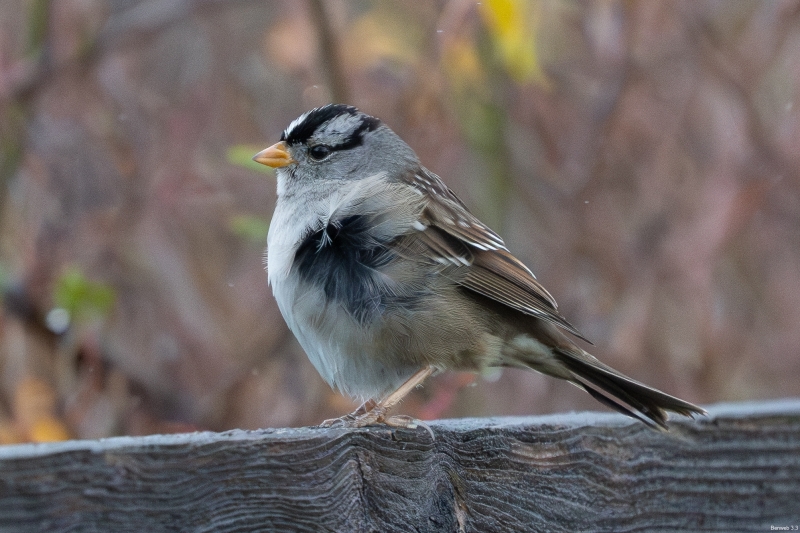 White-crowned Sparrow, Atascadero, CA, January 20, 2024